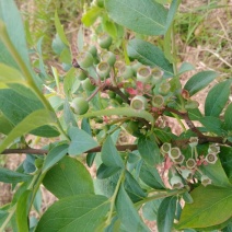 南高丛蓝莓鲜果10~12mm以上