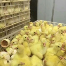 鹅苗250g以下