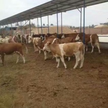 利木赞牛犊100~200kg