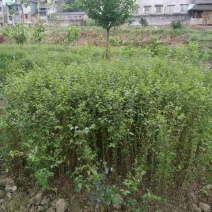 小叶女贞4cm以下