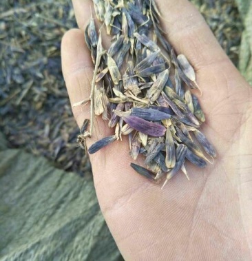 [板蓝根种子批发]中药材种苗:板蓝根籽95%以上价格10.