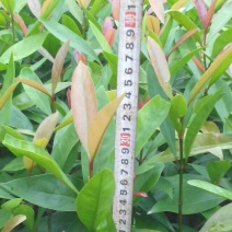 山竹树苗，黄金山竹苗。南北方可种植岭南山竹，营养杯发货
