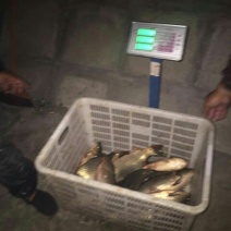 池鲤鱼食用1~2公斤