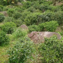 乌龙红茶一级