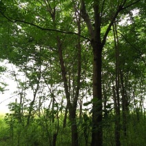 黄山栾树14~16cm14~16cm2.5~3米