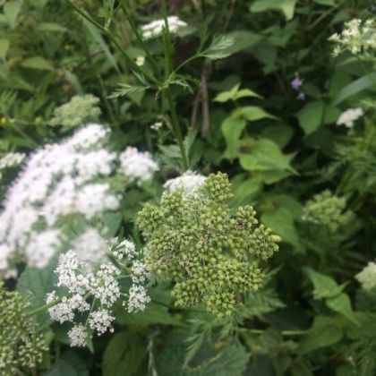 浙江蛇床子价格行情走势 - 一亩田