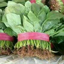 大叶菠菜20~25厘米