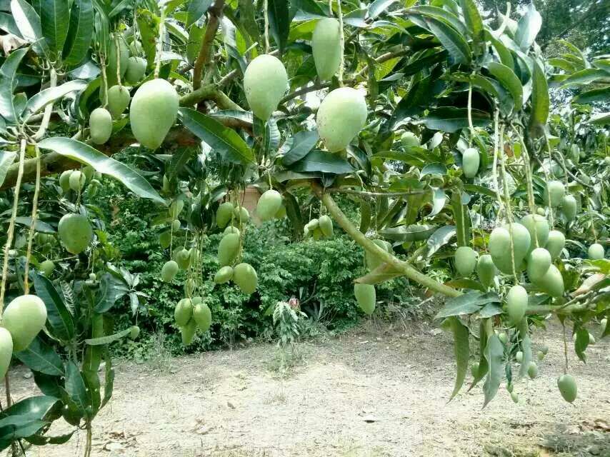 大青芒成熟果园实景