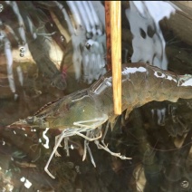 基围虾食用活虾