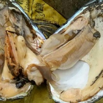 河蚌