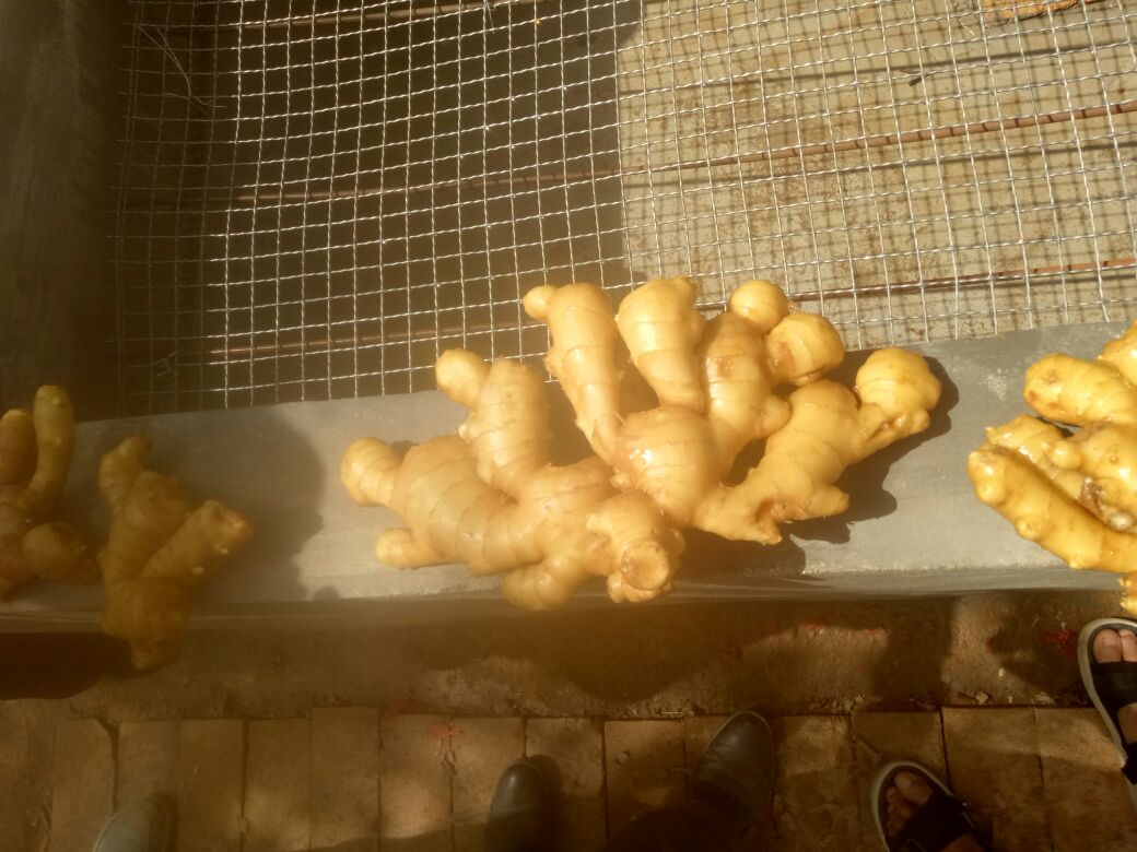 姜面食材展示