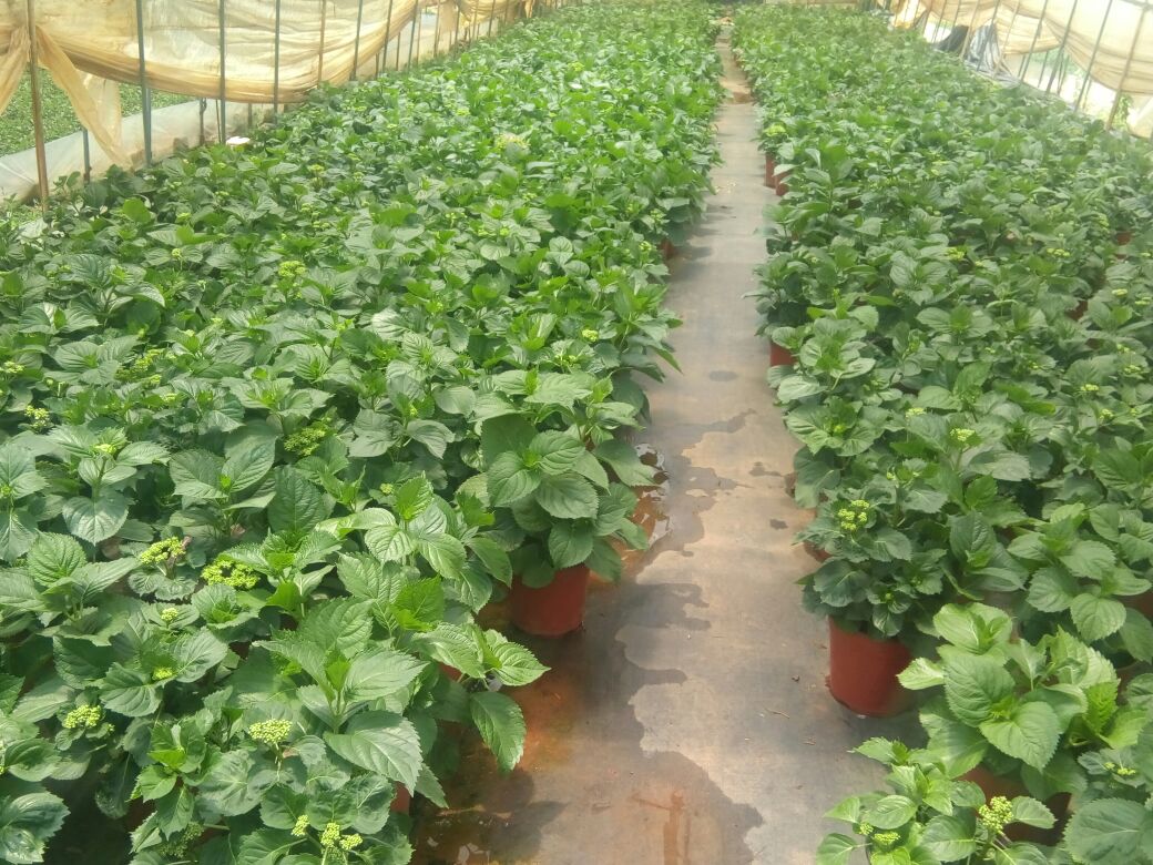 湖北省荆门市东宝区仙居乡八角村航拍全景,展示成片丘陵地形上的八角林种植布局,树木呈带状分布,土壤呈红褐色,林间有滴灌设施和管理道路,背景可见低山缓坡与云雾缭绕的生态环境 八角种植基地航拍图