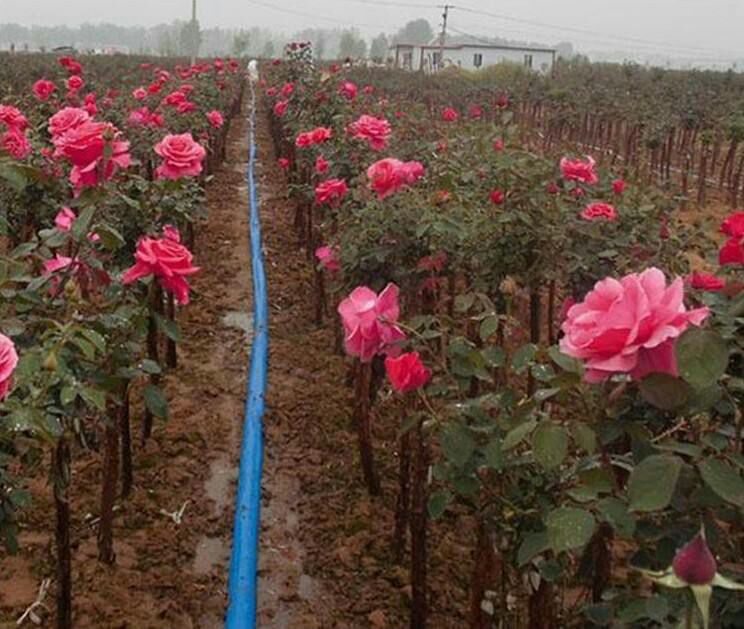 月季印象派单株盛放特写