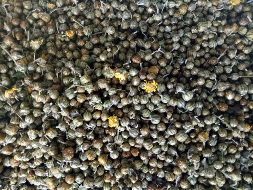 左侧为干燥的野菊花花蕾,右侧为装在玻璃瓶中的野菊花粉末及胶囊制剂,背景为实验室环境,体现从原材料到成品的加工流程 野菊花药材与制剂对比图