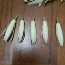 玉兰花