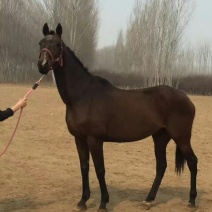 成年训好的半血马多少钱哪有养卖骑乘马的价格多少景区骑乘大