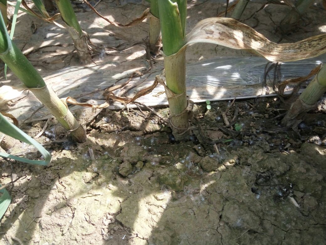 大蒜白腐病典型症状对比图：左侧健康大蒜植株根茎洁白饱满；右侧感病植株叶片萎黄、假茎基部包裹浓密白色菌丝，鳞茎盘处可见散落的芝麻粒大小黑色菌核