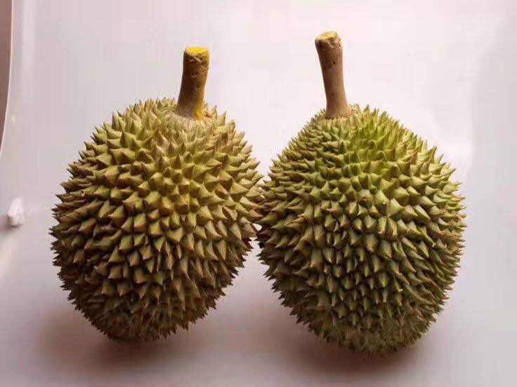 一颗完整的马来猫山王榴莲,外壳呈青绿色,布满短而密集的尖刺,底部有明显的五角星状裂纹,果柄粗壮,整体形态饱满圆润,背景为热带果园环境 猫山王榴莲整果特写