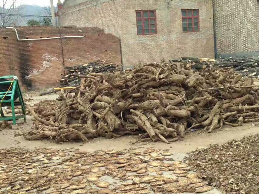 展示葛根用于泡酒与煎煮的传统中药制作方式,背景为中药房或家庭厨房 葛根泡酒与煎煮场景