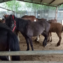 矮马150~200kg