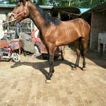 肉马300~400kg