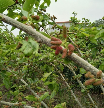 [桑葚批发]大叶桑 2~3cm价格4.00元/斤 - 一亩田