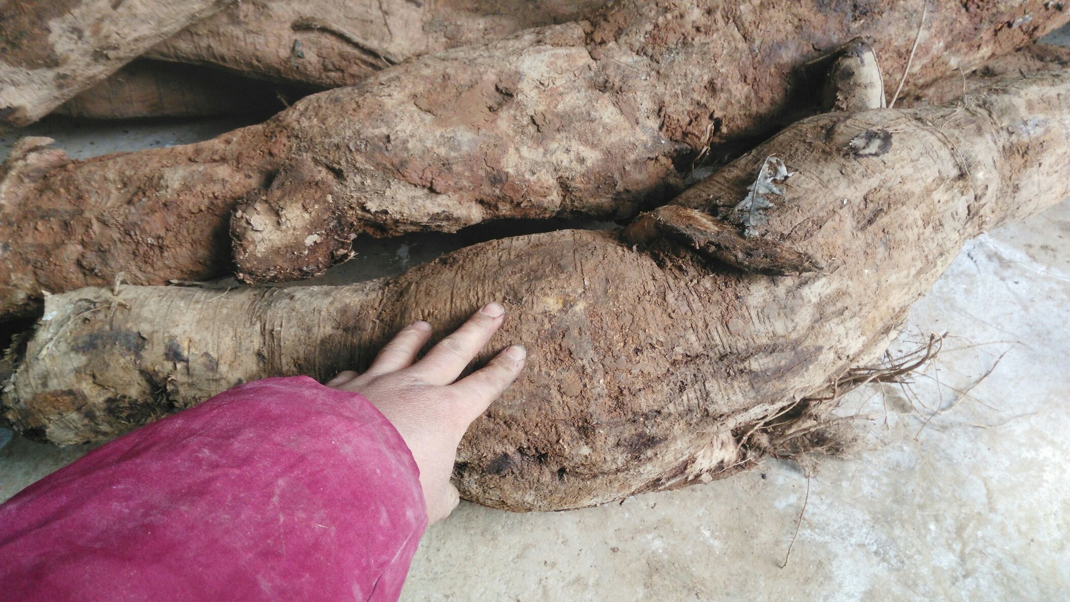 葛根与地龙煎煮过程,展示中药材的传统使用方式 葛根地龙煎煮过程