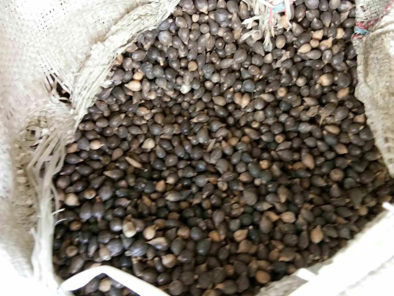 金枕头榴莲营养成分可视化图表：以100g果肉为基准，柱状图对比展示5月盛产期与11月反季节果在维生素C、钾、膳食纤维、没食子酸四项核心营养素的实测含量差异