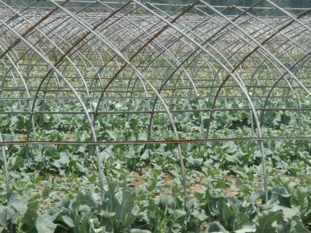 夏季松花菜遮阳网与滴灌系统实景图