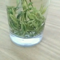 野生藤茶