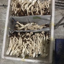 黄茶树菇