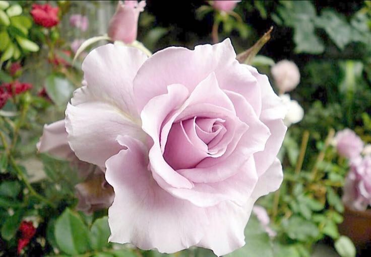 朱丽叶月季花朵特写