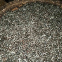 古树茶一级
