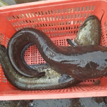 大口鲶食用