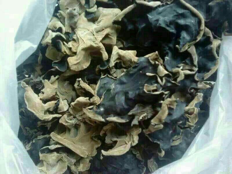 毛木耳新鲜子实体特写：背面覆盖均匀灰白色短绒毛，正面呈深褐色胶质状，表面有天然褶皱纹理，置于竹制簸箕中，背景为福建漳州毛木耳标准化种植大棚