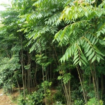栾树2~4cm4cm以下3~3.5米