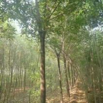 黄山栾树14~16cm14~16cm4米以上