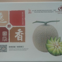 网纹瓜鲁厚甜一号网纹瓜