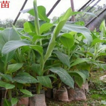 香蕉苗祼根不带土2元一棵