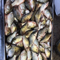 鲫鱼