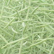 油菜籽2