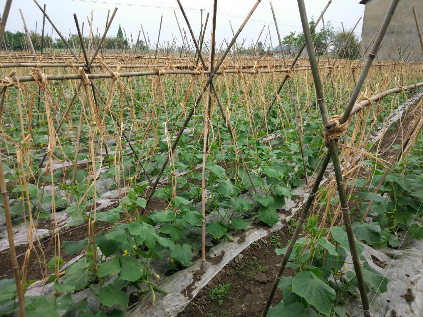 黄瓜田间管理图