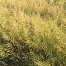 油菜籽