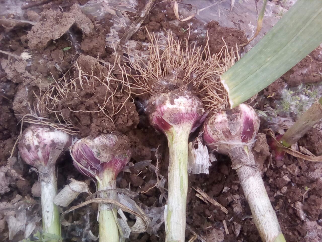 特写镜头展示刚从土壤中挖出的一株完整大蒜,地上部分为绿色带状叶片,地下部分为饱满的白色鳞茎,外覆紫色网纹薄膜,可见清晰分离的蒜瓣结构及下方密集的须根系统,背景为湿润黑土 大蒜地下部分特写