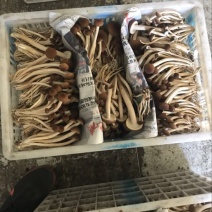 鲜茶树菇