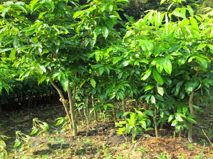 荔枝嫁接后的管理场景