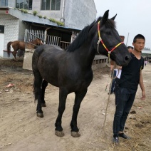 矮马100~200kg