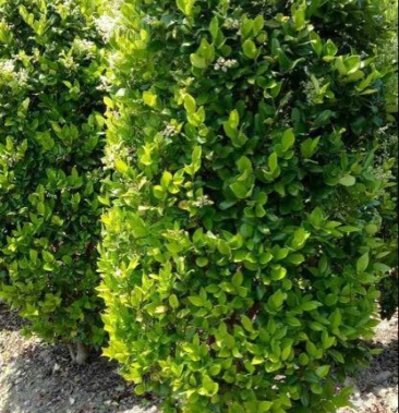 金森女贞柱金森女贞球