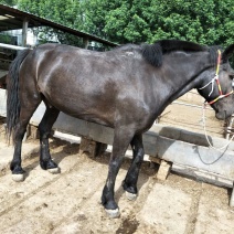 矮马100~200kg