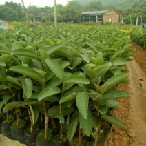 西瓜番石榴苗30~50cm